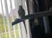 Indian ring neck rehoming