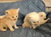 Beautiful long-haired kittens