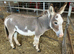 Minature male donkey