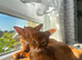 Abyssinian kitten's