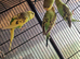 This year's baby budgies