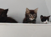 Kittens for sale