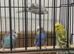 Baby Budgies available £75 a pair