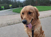 Stunning 1 year old labour for sale.