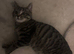 british shorthair x kitten