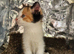 Gorgeous kittens need a loving home .