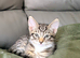 Maine Coon kittens