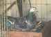 RACING PIGEONS