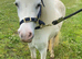 Perfect Therapy/Lead Rein Pony
