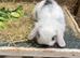 Mini Lion Lop Boys 9 Weeks Old