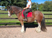 15 2hh 6 year old cob gelding