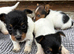 Beautiful  biewer terrier puppy