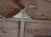 Yellow racing pigeons for sale