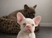 Final reductions.. micro frenchie puppies. Need their forever sofas