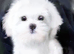 Maltese puppies