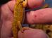 16 baby beardied dragons ready for forever homes