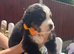 Beautiful Bernese Mountain Dog Puppies | 7 Girls & 1 Boy