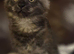 Maine coon