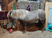 Reg British Spotted Beautiful 4yo silver bay mare 30 inch