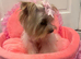 True Tea cup Yorkshire Terrier