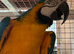 Aviary blue and gold macaw