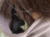 British shorthair x