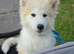 Japanese akita