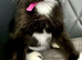 Persian x kittens