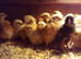 Chick for sale