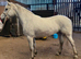 *** Connemara Gelding***