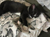 2 beautiful 5 month old female kittens sisters