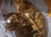 Male kittens