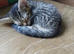 Gorgeous kittens