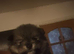 Pomeranian Puppys