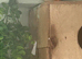 Zebra finch