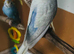 Lovely budgies males