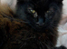 2 Female Maine Coon Kitten Cross