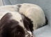 Sprocker