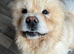 Chow chow for rehoming