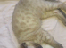 4 female bengal kittens ready now