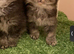 Male Kitten British Longhair