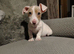Jack Russell puppies