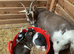 Pygmy Goats