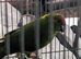 Bonded pair of kakariki