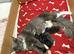 Gorgeous Reg. Maine Coon kittens from HEALTH TESTED PARENTS.