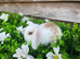 Mini lion lops