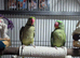 Bonded pair of alexandrian parrots