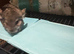 Baby boy chinchillas only no cage