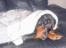Handsome 3 year old Doberman stud