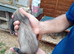 Semi-angora kits